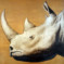 Rhino
