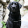 Black Lab