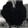 Ostrich